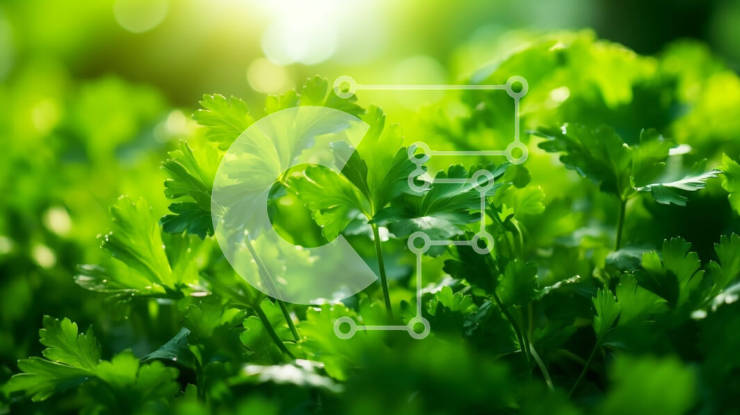 Intra Συλλεκτικό Ξύλινο Παζλ Plywood  4mm - Κοντινό πλάνο ενός φυλλώδους πράσινου φυτού με λευκά λουλούδια Σε Ξύλινο Κουτί - Διαστάσεις: 10x10 cm – 25 κομμάτια