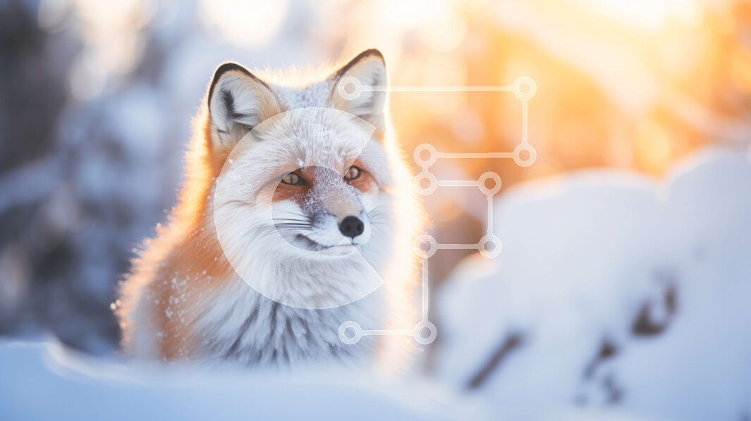 Intra Συλλεκτικό Ξύλινο Παζλ Plywood  4mm - Κόκκινη αλεπού στο χιόνι κοιτάζοντας ψηλά στον ήλιο Σε Ξύλινο Κουτί - Διαστάσεις: 10x10 cm – 25 κομμάτια