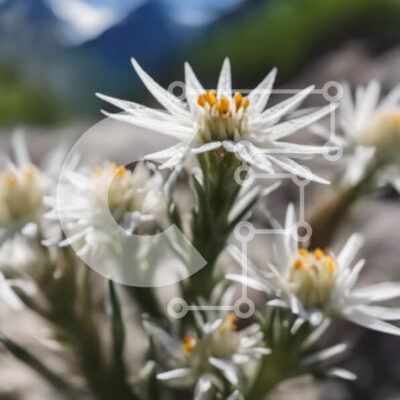 Intra Συλλεκτικό Ξύλινο Παζλ Plywood  4mm - Λευκά λουλούδια με κίτρινα κέντρα σε βραχώδες έδαφος με βουνά στο φόντο Σε Ξύλινο Κουτί - Διαστάσεις: 10x10 cm – 25 κομμάτια - Image 1