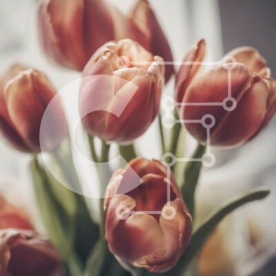 Intra Συλλεκτικό Ξύλινο Παζλ Plywood 4mm - Ροζ τουλίπες σε βάζο στο τραπέζι Σε Ξύλινο Κουτί - Διαστάσεις: 10x10 cm – 25 κομμάτια - Image 1