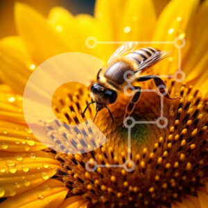 Intra Συλλεκτικό Ξύλινο Παζλ Plywood  4mm - Όμορφη εικόνα μιας μέλισσας σε έναν ηλίανθο Σε Ξύλινο Κουτί - Διαστάσεις: 10x10 cm – 25 κομμάτια