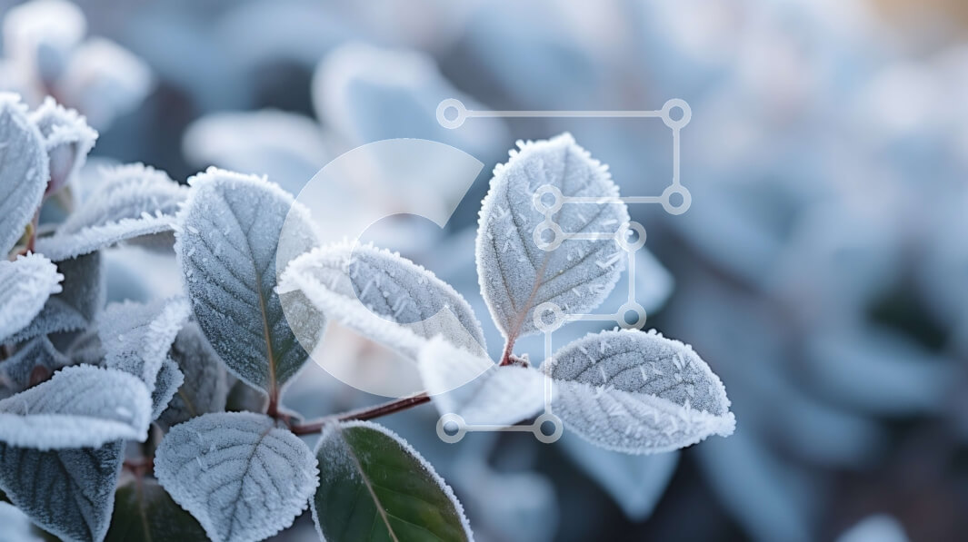 Intra Συλλεκτικό Ξύλινο Παζλ Plywood  4mm - Κοντινή όψη του φυτού που καλύπτεται από παγετό Σε Ξύλινο Κουτί - Διαστάσεις: 10x10 cm – 25 κομμάτια