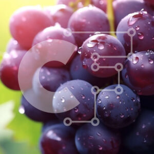 Intra Συλλεκτικό Ξύλινο Παζλ Plywood  4mm - Φρέσκα και ζουμερά μωβ σταφύλια που κρέμονται από ένα κλήμα Σε Ξύλινο Κουτί - Διαστάσεις: 10x10 cm – 25 κομμάτια