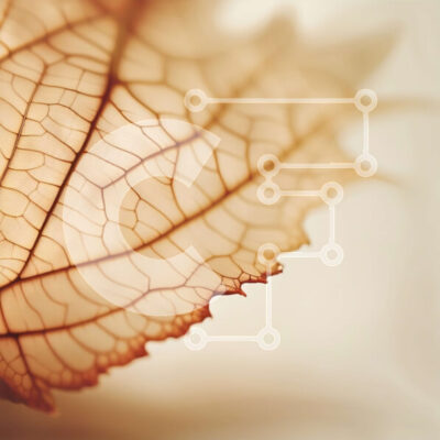 Intra Συλλεκτικό Ξύλινο Παζλ Plywood 4mm - Όμορφη κινηματογράφηση σε πρώτο πλάνο ενός ξεραμένου φύλλου σε λευκό φόντο Σε Ξύλινο Κουτί - Διαστάσεις: 10x10 cm – 25 κομμάτια - Image 1