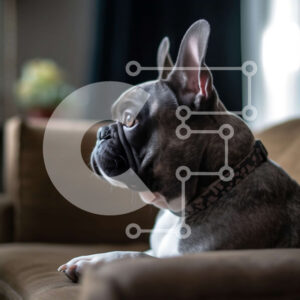 Intra Συλλεκτικό Ξύλινο Παζλ Plywood  4mm - Αξιολάτρευτο γαλλικό μπουλντόγκ που κάθεται σε έναν άνετο καφέ καναπέ Σε Ξύλινο Κουτί - Διαστάσεις: 10x10 cm – 25 κομμάτια