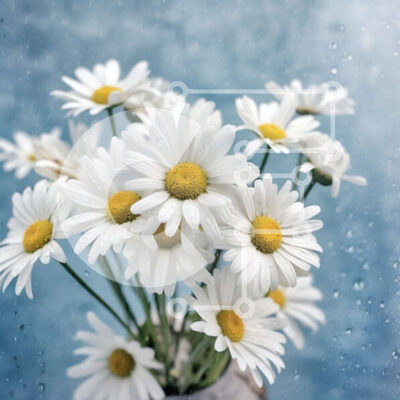 Intra Συλλεκτικό Ξύλινο Παζλ Plywood 4mm - Όμορφη εικόνα λευκών μαργαριτών σε βάζο σε μπλε φόντο με σταγόνες βροχής Σε Ξύλινο Κουτί - Διαστάσεις: 10x10 cm – 25 κομμάτια - Image 1