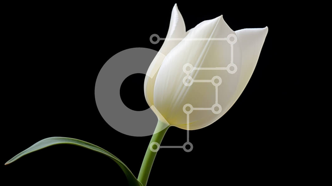 Intra Συλλεκτικό Ξύλινο Παζλ Plywood  4mm - Όμορφο λευκό λουλούδι τουλίπας σε πλήρη άνθιση Σε Ξύλινο Κουτί - Διαστάσεις: 10x10 cm – 25 κομμάτια