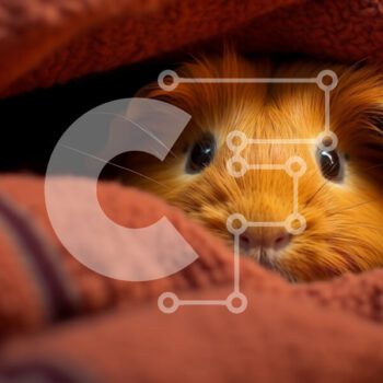 Intra Συλλεκτικό Ξύλινο Παζλ Plywood  4mm - Αξιολάτρευτη εικόνα ενός ινδικού χοιριδίου κάτω από μια ζεστή κόκκινη κουβέρτα Σε Ξύλινο Κουτί - Διαστάσεις: 10x10 cm – 25 κομμάτια - Image 1