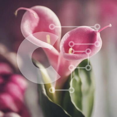 Intra Συλλεκτικό Ξύλινο Παζλ Plywood  4mm - Pink Calla Lilies σε βάζο Σε Ξύλινο Κουτί - Διαστάσεις: 10x10 cm – 25 κομμάτια - Image 1