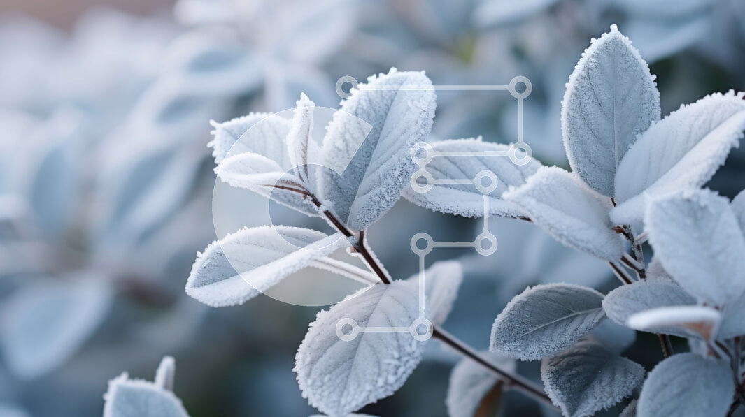 Intra Συλλεκτικό Ξύλινο Παζλ Plywood  4mm - Κοντινό πλάνο του φυτού με λευκό παγετό Σε Ξύλινο Κουτί - Διαστάσεις: 10x10 cm – 25 κομμάτια