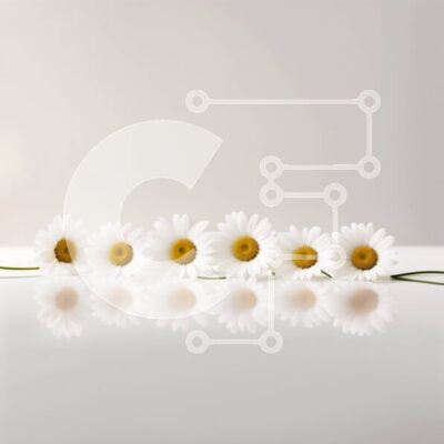 Intra Συλλεκτικό Ξύλινο Παζλ Plywood 4mm - Όμορφη εικόνα πέντε λευκών μαργαριτών που τακτοποιούνται στη σειρά Σε Ξύλινο Κουτί - Διαστάσεις: 10x10 cm – 25 κομμάτια - Image 1