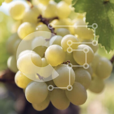 Intra Συλλεκτικό Ξύλινο Παζλ Plywood 4mm - Λευκά σταφύλια που κρέμονται από ένα αμπέλι Σε Ξύλινο Κουτί - Διαστάσεις: 10x10 cm – 25 κομμάτια - Image 1