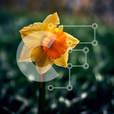 Intra Συλλεκτικό Ξύλινο Παζλ Plywood  4mm - Όμορφη εικόνα ενός κίτρινου λουλουδιού ασφόδελου με καθαρό μπλε ουρανό Σε Ξύλινο Κουτί - Διαστάσεις: 10x10 cm – 25 κομμάτια - Image 1