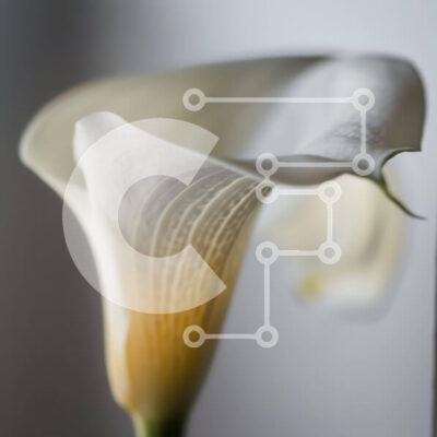 Intra Συλλεκτικό Ξύλινο Παζλ Plywood 4mm - Μονό λευκό λουλούδι Calla Lily in Bloom Σε Ξύλινο Κουτί - Διαστάσεις: 10x10 cm – 25 κομμάτια - Image 1