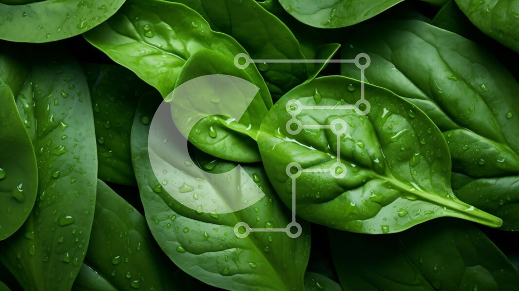 Intra Συλλεκτικό Ξύλινο Παζλ Plywood  4mm - Κοντινό πλάνο από φρέσκα πράσινα φύλλα με σταγονίδια νερού Σε Ξύλινο Κουτί - Διαστάσεις: 10x10 cm – 25 κομμάτια