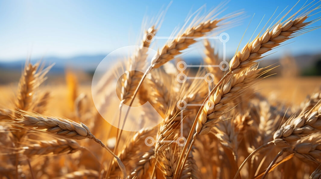 Intra Συλλεκτικό Ξύλινο Παζλ Plywood  4mm - Όμορφη εικόνα του χρυσού χωραφιού σίτου σε μια καθαρή μέρα Σε Ξύλινο Κουτί - Διαστάσεις: 10x10 cm – 25 κομμάτια