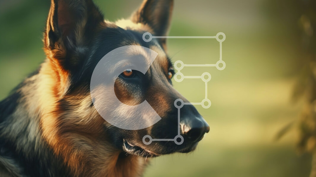 Intra Συλλεκτικό Ξύλινο Παζλ Plywood  4mm - Κοντινή όψη του προσώπου ενός γερμανικού ποιμενικού σκύλου Σε Ξύλινο Κουτί - Διαστάσεις: 10x10 cm – 25 κομμάτια