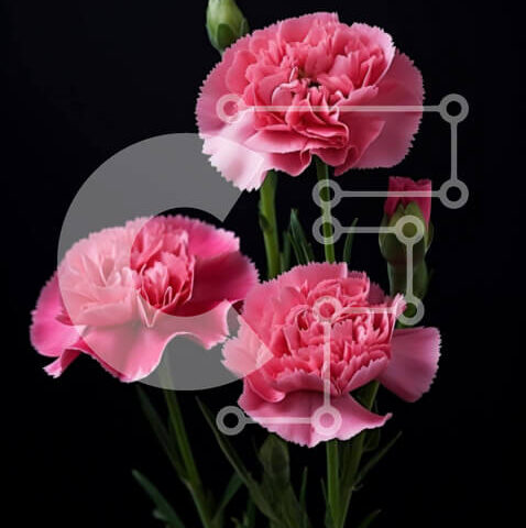 Intra Συλλεκτικό Ξύλινο Παζλ Plywood  4mm - Τρία ροζ γαρίφαλα σε γυάλινο βάζο σε καπνιστό μαύρο φόντο Σε Ξύλινο Κουτί - Διαστάσεις Puzzle: 10x10 cm – 25 κομμάτια - Image 1