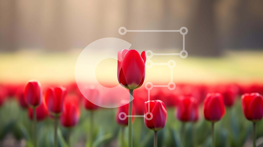 Intra Συλλεκτικό Ξύλινο Παζλ Plywood  4mm - Πεδίο με κόκκινες τουλίπες με ένα μοναδικό λουλούδι που ξεχωρίζει Σε Ξύλινο Κουτί - Διαστάσεις: 10x10 cm – 25 κομμάτια