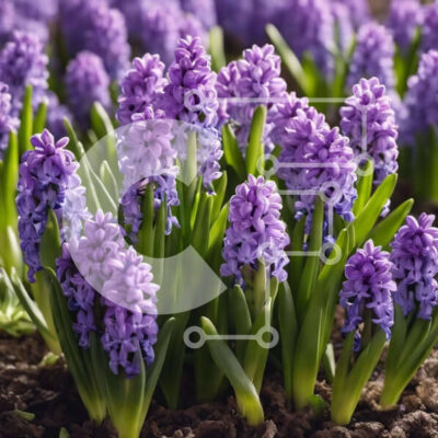 Intra Συλλεκτικό Ξύλινο Παζλ Plywood 4mm - Πανέμορφα ανθισμένα μωβ λουλούδια υάκινθου Σε Ξύλινο Κουτί - Διαστάσεις: 10x10 cm – 25 κομμάτια - Image 1