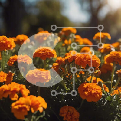 Intra Συλλεκτικό Ξύλινο Παζλ Plywood  4mm - Πεδίο με πορτοκαλί λουλούδια με λαμπερή ηλιοφάνεια Σε Ξύλινο Κουτί - Διαστάσεις: 10x10 cm – 25 κομμάτια - Image 1