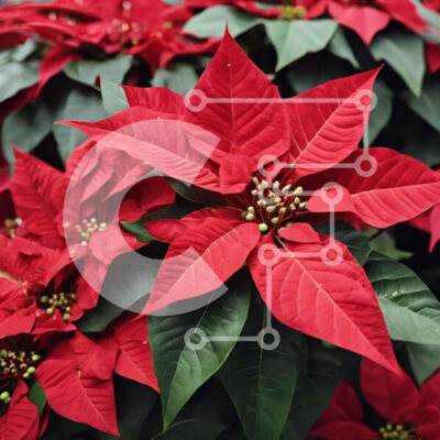 Intra Συλλεκτικό Ξύλινο Παζλ Plywood 4mm - Ομάδα κόκκινων λουλουδιών Poinsettia σε διακοσμητική γλάστρα Σε Ξύλινο Κουτί - Διαστάσεις: 10x10 cm – 25 κομμάτια - Image 1