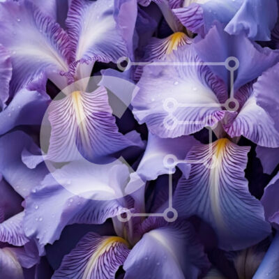 Intra Συλλεκτικό Ξύλινο Παζλ Plywood  4mm - Όμορφη κινηματογράφηση σε πρώτο πλάνο από μωβ λουλούδια ίριδας με σταγόνες βροχής Σε Ξύλινο Κουτί - Διαστάσεις: 10x10 cm – 25 κομμάτια - Image 1