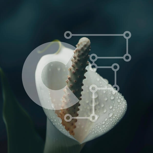 Intra Συλλεκτικό Ξύλινο Παζλ Plywood  4mm - Κοντινό πλάνο του White Calla Lily με σταγονίδια νερού Σε Ξύλινο Κουτί - Διαστάσεις: 10x10 cm – 25 κομμάτια