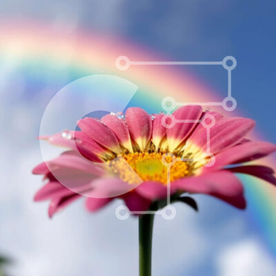 Intra Συλλεκτικό Ξύλινο Παζλ Plywood  4mm - Όμορφη εικόνα ενός ροζ λουλουδιού με σταγόνες βροχής μπροστά από ένα ουράνιο τόξο Σε Ξύλινο Κουτί - Διαστάσεις: 10x10 cm – 25 κομμάτια - Image 1