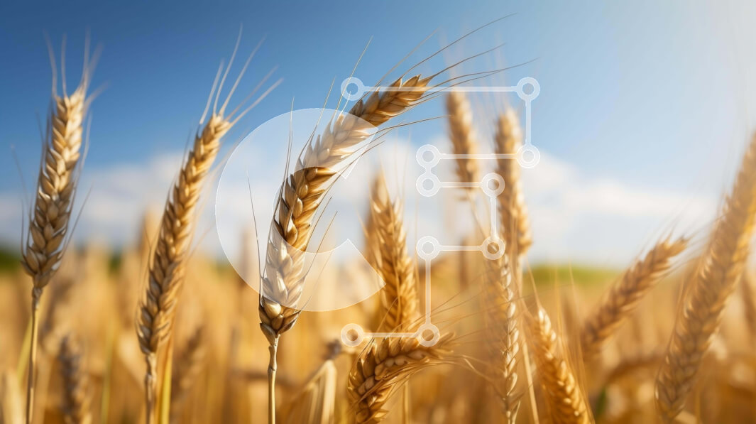 Intra Συλλεκτικό Ξύλινο Παζλ Plywood  4mm - Χρυσό σιτάρι έτοιμο για συγκομιδή με φόντο μπλε του ουρανού Σε Ξύλινο Κουτί - Διαστάσεις: 10x10 cm – 25 κομμάτια