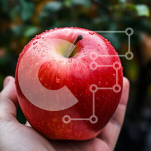 Intra Συλλεκτικό Ξύλινο Παζλ Plywood  4mm - Φρεσκοπλυμένο κόκκινο μήλο στο χέρι Σε Ξύλινο Κουτί - Διαστάσεις: 10x10 cm – 25 κομμάτια