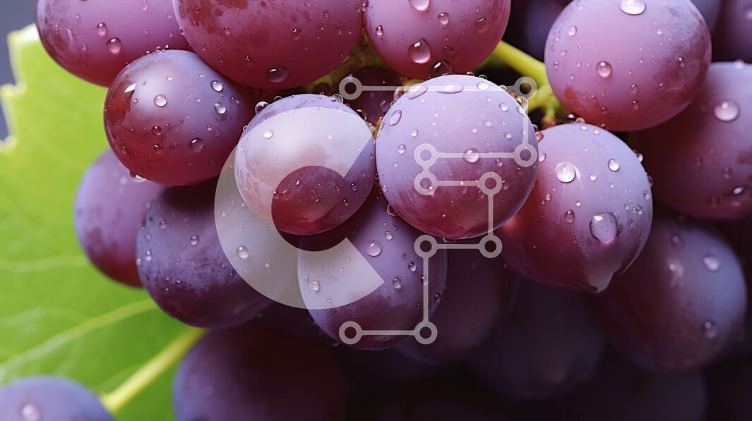 Intra Συλλεκτικό Ξύλινο Παζλ Plywood  4mm - Μωβ σταφύλια που κρέμονται από ένα κλήμα με σταγονίδια νερού Σε Ξύλινο Κουτί - Διαστάσεις: 10x10 cm – 25 κομμάτια