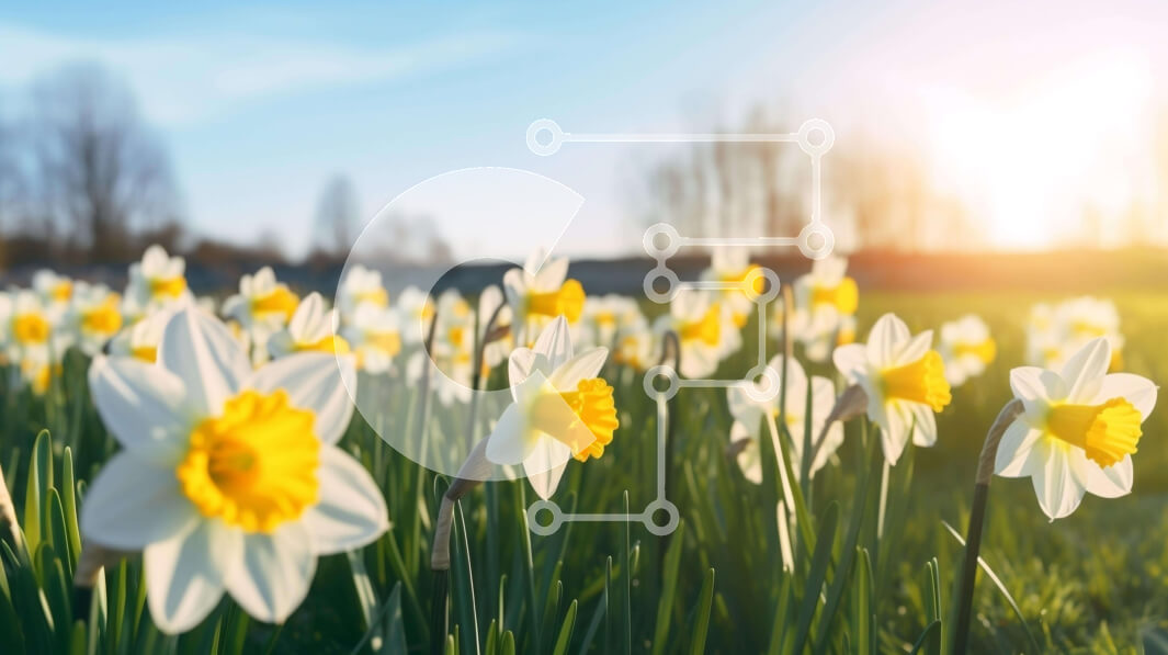 Intra Συλλεκτικό Ξύλινο Παζλ Plywood  4mm - Άνοιξη Νάρκισσοι που ανθίζουν σε ένα χωράφι Σε Ξύλινο Κουτί - Διαστάσεις: 10x10 cm – 25 κομμάτια