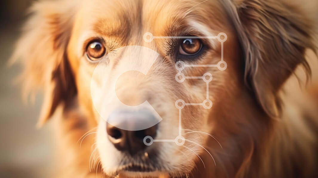 Intra Συλλεκτικό Ξύλινο Παζλ Plywood  4mm - Κοντινή εικόνα ενός σοβαρού σκύλου Γκόλντεν Ριτρίβερ Σε Ξύλινο Κουτί - Διαστάσεις: 10x10 cm – 25 κομμάτια