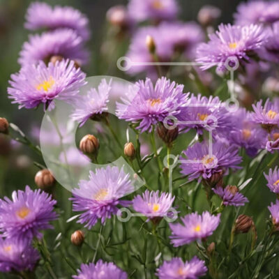 Intra Συλλεκτικό Ξύλινο Παζλ Plywood  4mm - Ανθισμένα μοβ λουλούδια σε ένα ανοιχτό χωράφι Σε Ξύλινο Κουτί - Διαστάσεις: 10x10 cm – 25 κομμάτια - Image 1