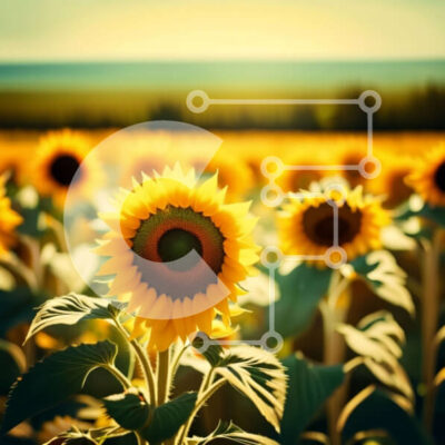 Intra Συλλεκτικό Ξύλινο Παζλ Plywood  4mm - Όμορφη σκηνή ηλιοβασιλέματος με ηλιοτρόπια Σε Ξύλινο Κουτί - Διαστάσεις: 10x10 cm – 25 κομμάτια - Image 1