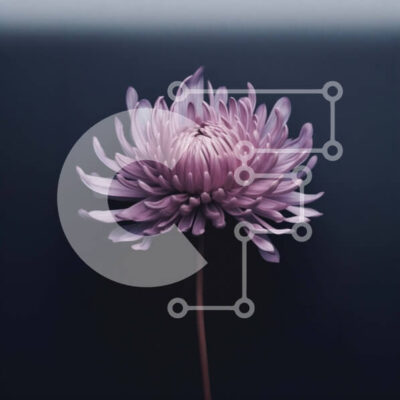 Intra Συλλεκτικό Ξύλινο Παζλ Plywood  4mm - Εκπληκτική εικόνα ενός ροζ λουλουδιού σε ένα δραματικό σκοτεινό φόντο Σε Ξύλινο Κουτί - Διαστάσεις: 10x10 cm – 25 κομμάτια - Image 1