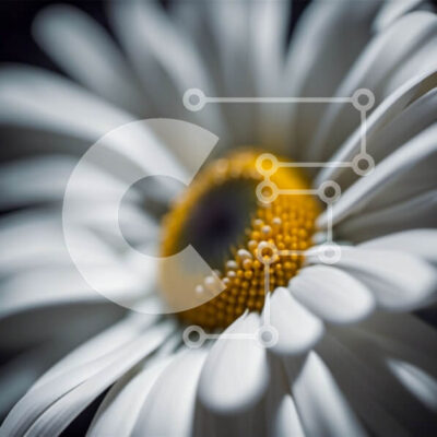 Intra Συλλεκτικό Ξύλινο Παζλ Plywood  4mm - Όμορφη κινηματογράφηση σε πρώτο πλάνο μιας λευκής μαργαρίτας με ένα κίτρινο κέντρο Σε Ξύλινο Κουτί - Διαστάσεις: 10x10 cm – 25 κομμάτια - Image 1