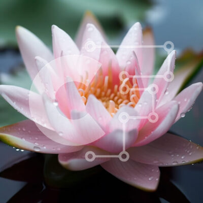 Intra Συλλεκτικό Ξύλινο Παζλ Plywood 4mm - Όμορφη εικόνα του λουλουδιού ροζ νούφαρου στο νερό Σε Ξύλινο Κουτί - Διαστάσεις: 10x10 cm – 25 κομμάτια - Image 1