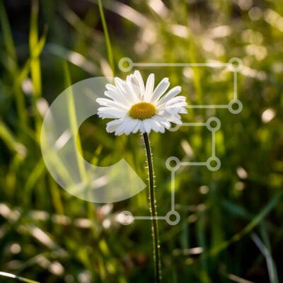 Intra Συλλεκτικό Ξύλινο Παζλ Plywood  4mm - Όμορφη εικόνα μιας λευκής μαργαρίτας στο πράσινο γρασίδι Σε Ξύλινο Κουτί - Διαστάσεις: 10x10 cm – 25 κομμάτια - Image 1