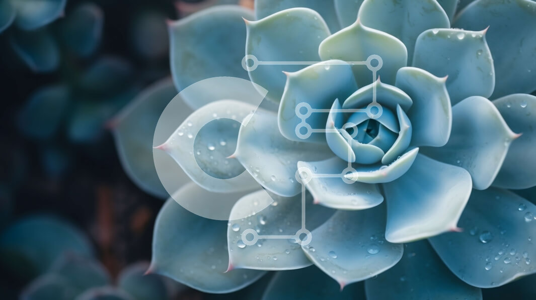 Intra Συλλεκτικό Ξύλινο Παζλ Plywood  4mm - Κοντινό πλάνο του παχύφυτου φυτού με σταγονίδια νερού Σε Ξύλινο Κουτί - Διαστάσεις: 10x10 cm – 25 κομμάτια