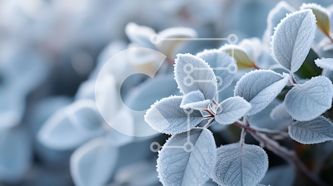 Intra Συλλεκτικό Ξύλινο Παζλ Plywood  4mm - Κοντινή όψη του φυτού που καλύπτεται από λευκό παγετό Σε Ξύλινο Κουτί - Διαστάσεις: 10x10 cm – 25 κομμάτια