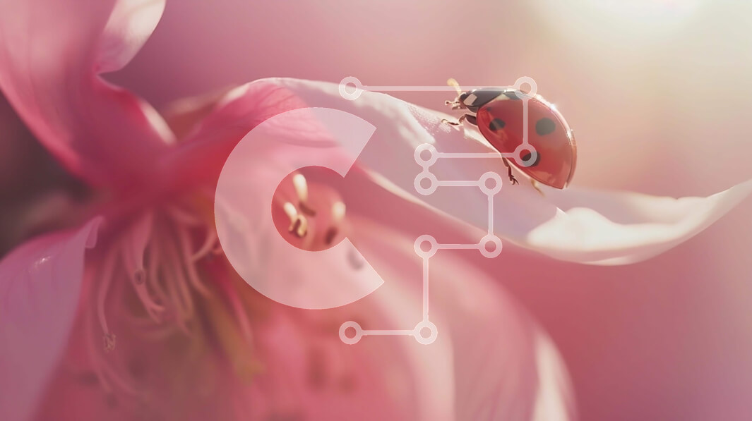 Intra Συλλεκτικό Ξύλινο Παζλ Plywood  4mm - Πασχαλίτσα σε ροζ πέταλο λουλουδιών Σε Ξύλινο Κουτί - Διαστάσεις: 10x10 cm – 25 κομμάτια