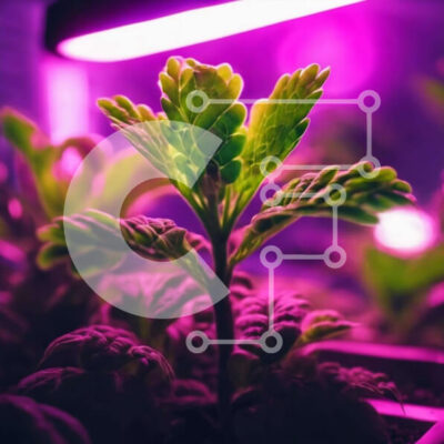 Intra Συλλεκτικό Ξύλινο Παζλ Plywood  4mm - Εσωτερικό φυτό θερμοκηπίου κάτω από μωβ φθορίζοντα φώτα Σε Ξύλινο Κουτί - Διαστάσεις Puzzle: 10x10 cm – 25 κομμάτια - Image 1