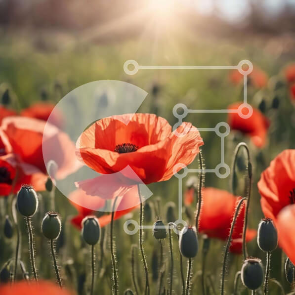 2imWacBwYUtVhrv5WSBb3AsmExN-desktop