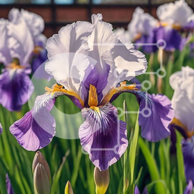 Intra Συλλεκτικό Ξύλινο Παζλ Plywood  4mm - Ομάδα ανθισμένες ίριδες στο γρασίδι Σε Ξύλινο Κουτί - Διαστάσεις: 10x10 cm – 25 κομμάτια - Image 1