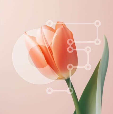 Intra Συλλεκτικό Ξύλινο Παζλ Plywood 4mm - Μονό πορτοκαλί λουλούδι τουλίπας σε ροζ φόντο Σε Ξύλινο Κουτί - Διαστάσεις: 10x10 cm – 25 κομμάτια - Image 1