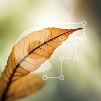 Intra Συλλεκτικό Ξύλινο Παζλ Plywood 4mm - Όμορφη κοντινή λήψη της φύσης: Φύλλο σε ένα κλαδί δέντρου με το φως του ήλιου Σε Ξύλινο Κουτί - Διαστάσεις: 10x10 cm – 25 κομμάτια - Image 1