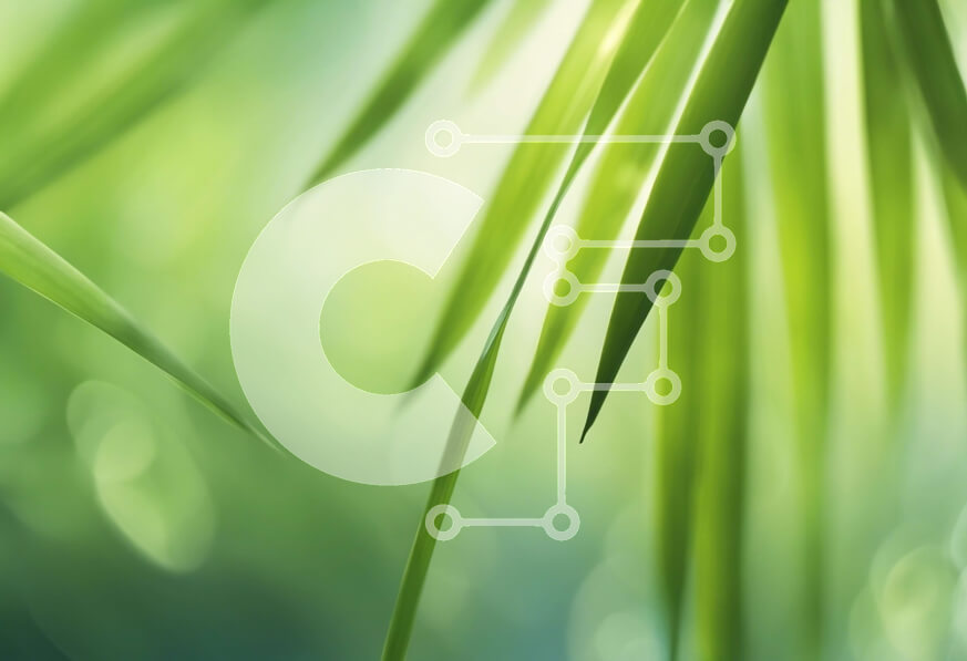 Intra Συλλεκτικό Ξύλινο Παζλ Plywood  4mm - Κοντινό πλάνο του φυτού μπαμπού με μακριά πράσινα φύλλα Σε Ξύλινο Κουτί - Διαστάσεις: 10x10 cm – 25 κομμάτια