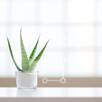 Intra Συλλεκτικό Ξύλινο Παζλ Plywood  4mm - Φυτό Aloe Vera σε γυάλινο βάζο Σε Ξύλινο Κουτί - Διαστάσεις: 10x10 cm – 25 κομμάτια - Image 1